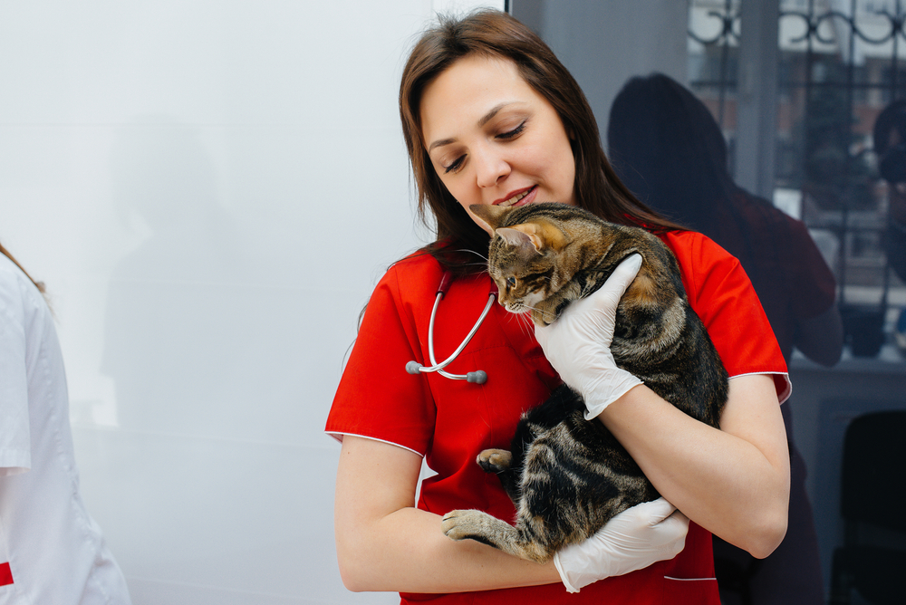 Veterinářka drží kočku
